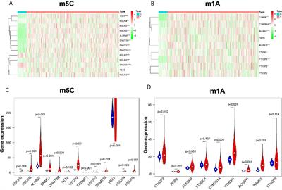 m5C RNA Methylation Regulators Predict Prognosis and Regulate the Immune Microenvironment in Lung Squamous Cell Carcinoma